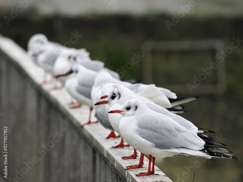 Möwe (Larinae) in Köln am Rhein mit unscharfem Hintergrund photo