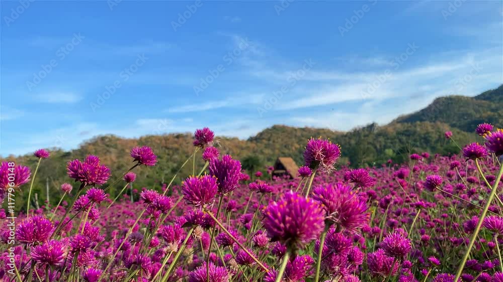 Colorful flowers in nature, flower in the garden Colorful flowers in nature, flower in the garden
