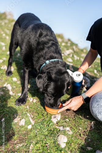 Black labrador retriever drinking water from collapsible bowl