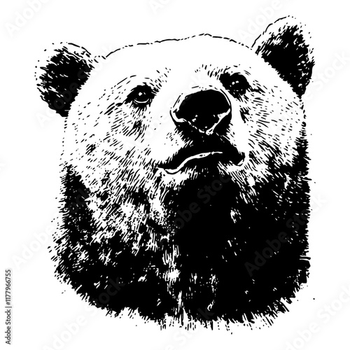 engraved bear head vector in black and white, powerful wildlife animal portrait illustration