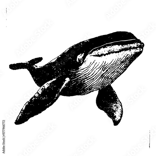 black and white whale vector in vintage engraving style, ocean animal illustration
