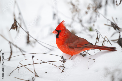 Obraz na płótnie Northern cardinal in the snow w salonie