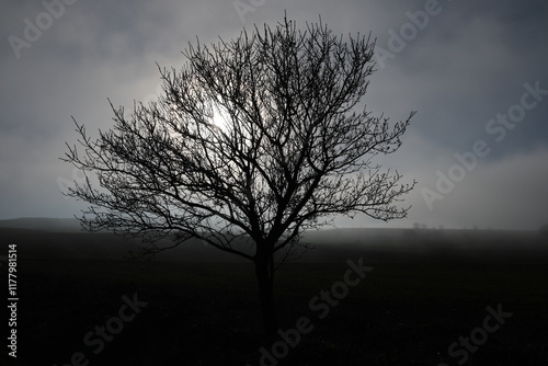 sunset of a winter tree