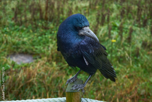 A close-up of a rook (Corvus frugilegus) perched on a wooden post near the Cliffs of Moher in Ireland. The bird’s glossy black feathers showcase iridescent blue hues.