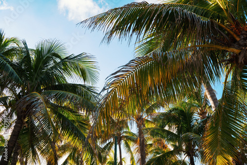 Wallpaper Mural Experience a Lush Tropical Paradise featuring Tall Palm Trees beneath a Bright Sunny Sky Torontodigital.ca