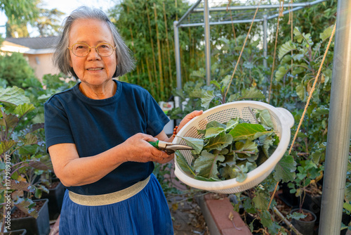 Harvesting urban garden photo