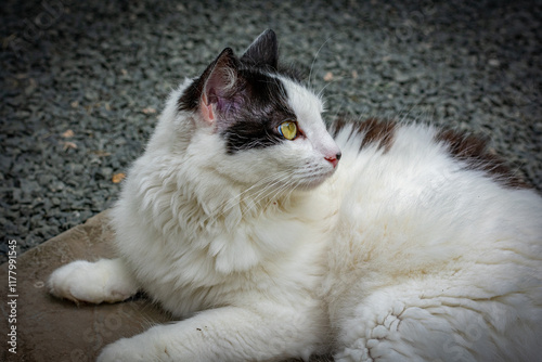 gato branco e preto olhado para o lado photo