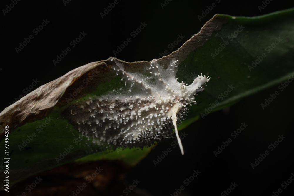 Cordyceps Fungus