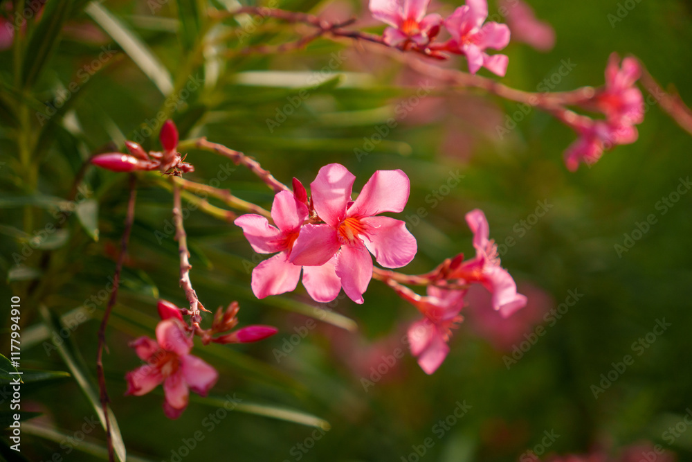 Stunning and Beautiful Pink Oleander Flowers in Full Bloom, Really Captivating and Gorgeous Stunning and Beautiful Pink Oleander Flowers in Full Bloom, Really Captivating and Gorgeous