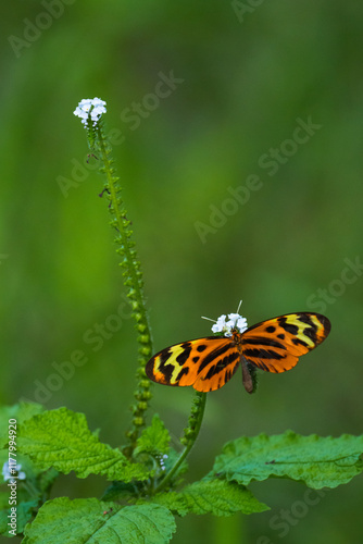 Butterfly in a flower photo