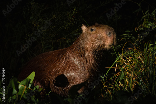 Capybara at night photo