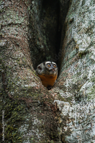 Night Monkey in a Tree. Wildlife Portrait photo