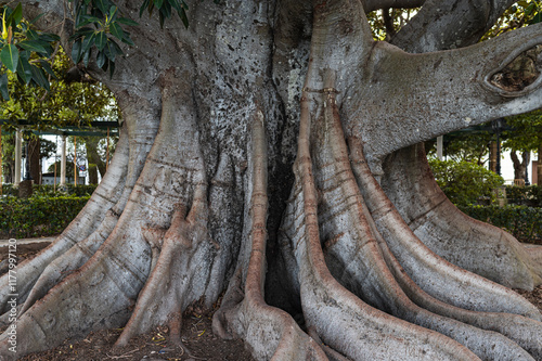 Ancient tree trunk with roots photo