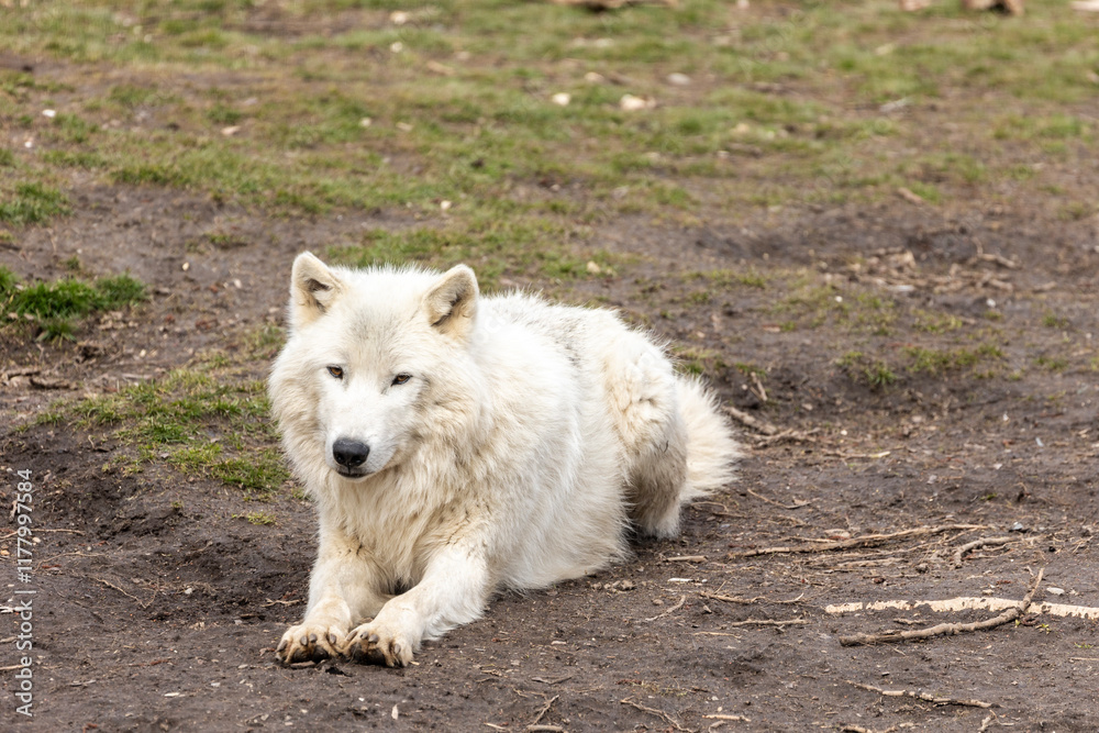 Arctic wolf lying quietly on the ground Arctic wolf lying quietly on the ground