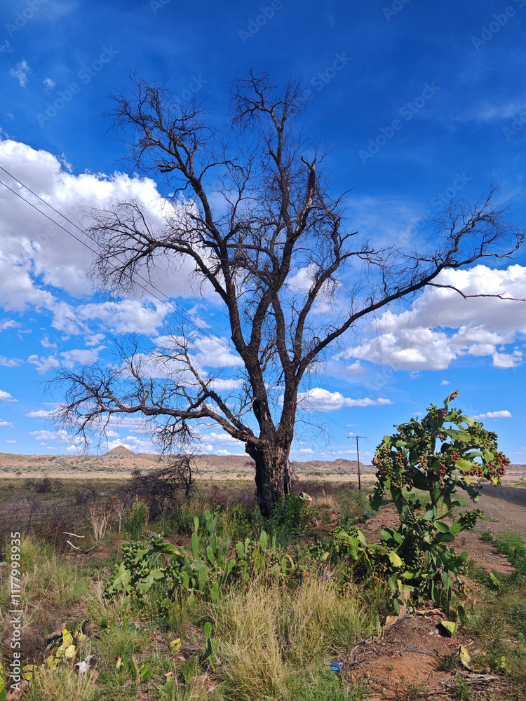 Resilience Under a Vast, Azure Sky: A Desert Portrait Resilience Under a Vast, Azure Sky: A Desert Portrait