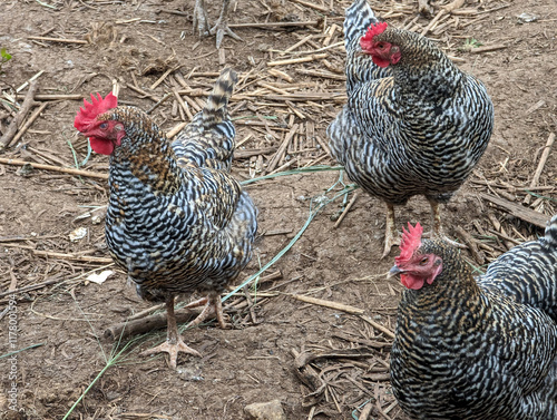 Chickens foraging in the lush environment of Oahu, Hawaii during a sunny afternoon photo