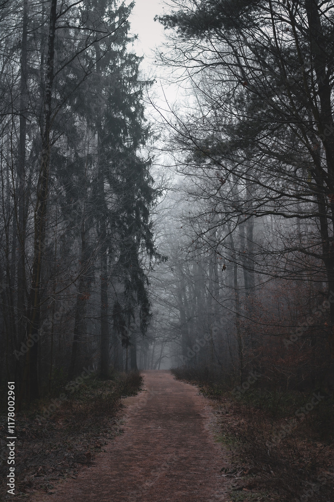 Obraz premium Dark forest in mist, foggy day, mysterious atmosphere 