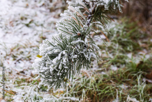 Winter branch of Pinus sylvestris covered in hoarfrost in the background of beautiful bokeh. photo