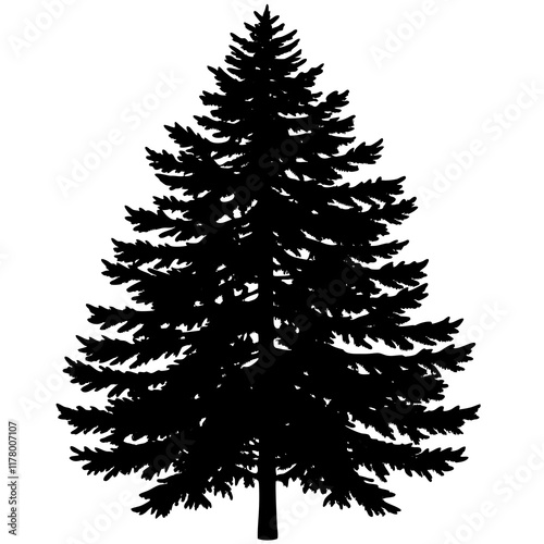 Silhouette of Balsam Fir on White