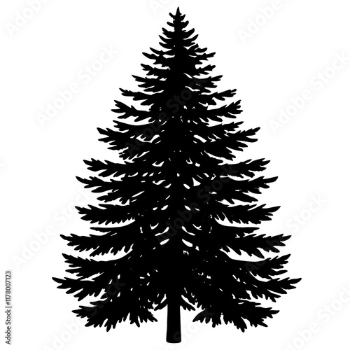 Silhouette of Balsam Fir on White