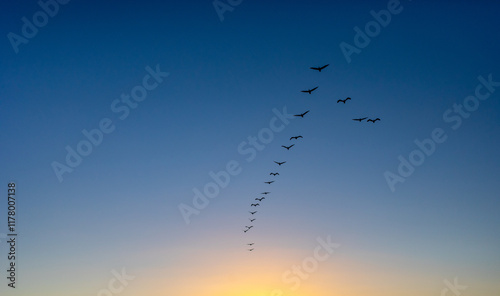 Segulls flying in formation photo