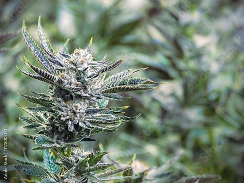 Cannabis Plant with Background of Blurry Leaves photo