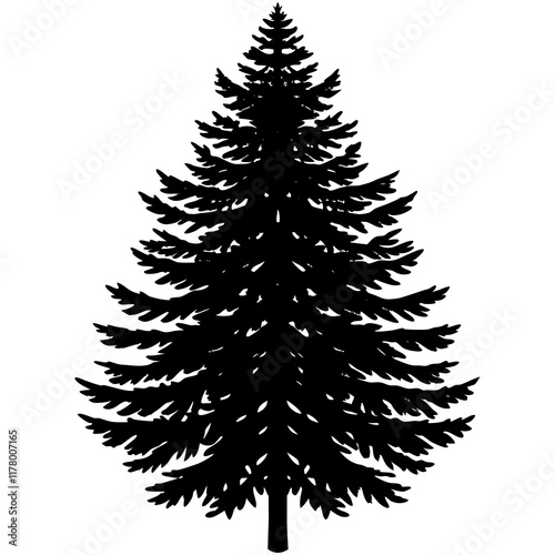 Silhouette of Balsam Fir on White