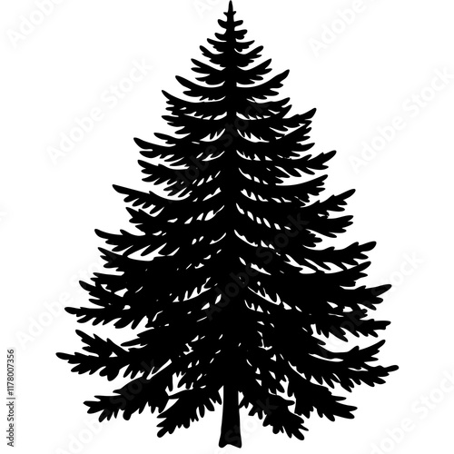 Silhouette of Balsam Fir on White