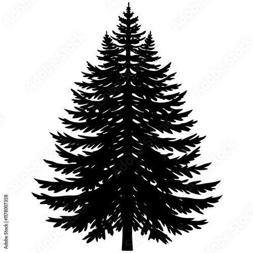 Silhouette of Balsam Fir on White