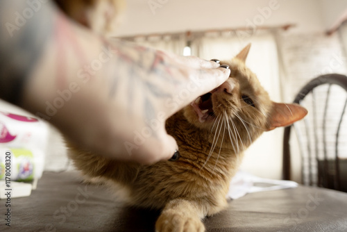 A cat is being stroked by a visitor with her hand photo