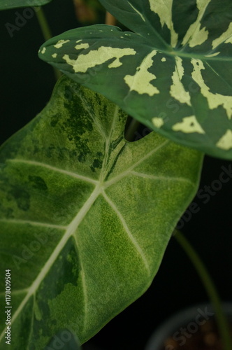 close-up of green exotic plant leaves 