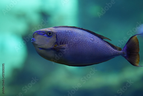 Beautiful fish in the aquarium close up.