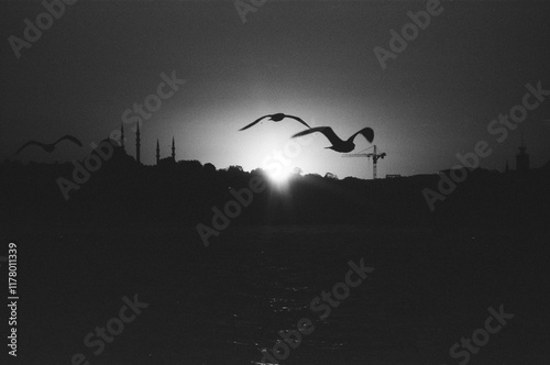 A  birds soars over the horizon at sunset photo