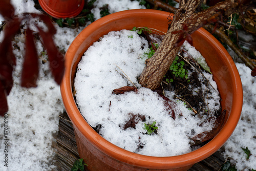 Thin layer of snow in a plant pot photo