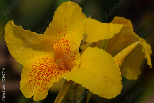Yellow Canna indica flower in full bloom, Indian shot or African arrowroot