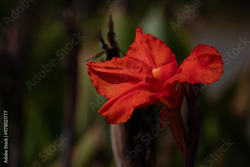 Red Canna indica flower in full bloom, Indian shot or African arrowroot photo