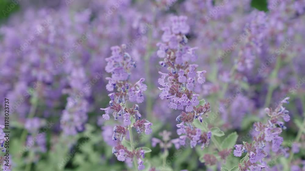 Beauty in nature. Summer nature blossom flower. Catnip blossom. Blooming catnip flower. Catnip or catmint herb. Catnip flower. Nepeta cataria blossoming in a garden on summer day. Summertime Beauty in nature. Summer nature blossom flower. Catnip blossom. Blooming catnip flower. Catnip or catmint herb. Catnip flower. Nepeta cataria blossoming in a garden on summer day. Summertime