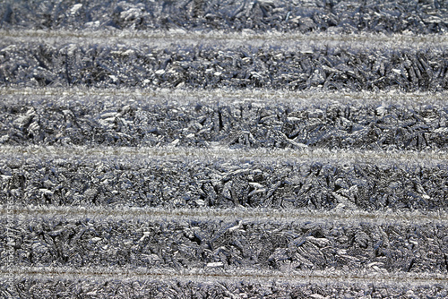Abstract frosty pattern on striped glass , background texture