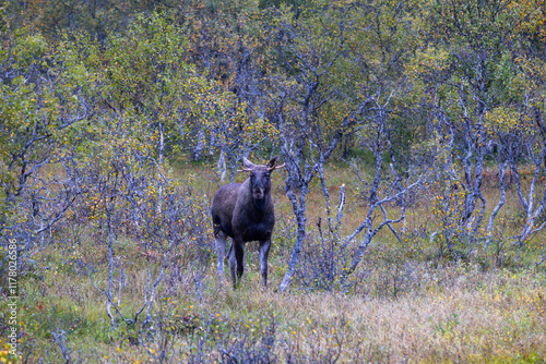 Moose grazing in the wild in Lofoten Islands, Norway, surrounded by autumn vegetation and trees. photo