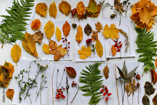 herbarium of autumn leaves photo