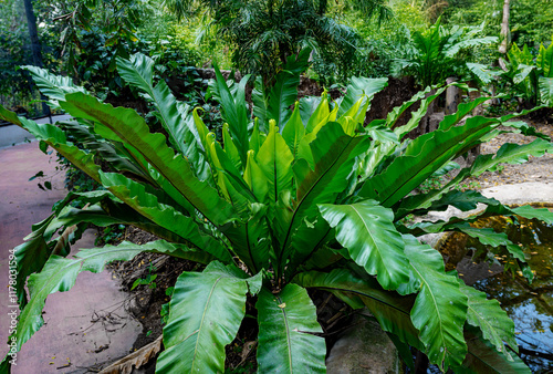 Slika na platnu Bird's nest fern or Asplenium nidus