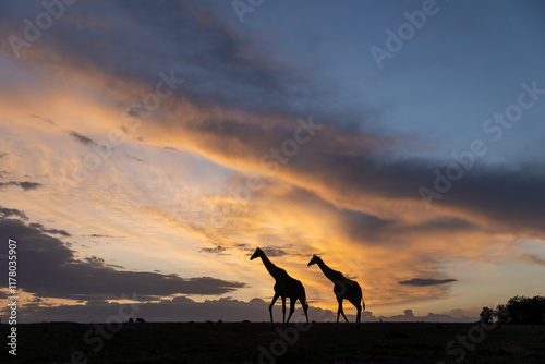 Giraffe Silhouette