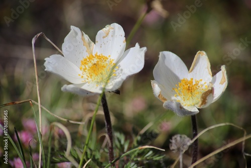 Alpine Pasqueflower (Pulsatilla alpina) in Full Bloom. Closeup of Alpine Pasqueflower (Pulsatilla alpina), showcasing its delicate white petals with golden-yellow stamens. photo