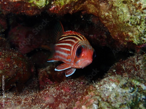 Sargocentron rubrum soldier fish underwater 