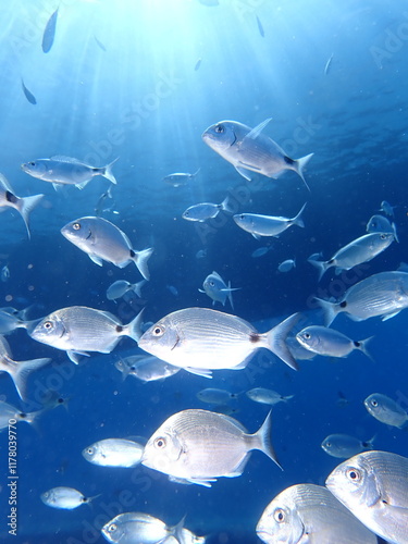 underwater fish scenery from mediterranean  sea breams  sargus