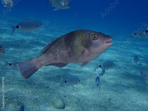 parrot fish underwater  sparisoma cretense photo