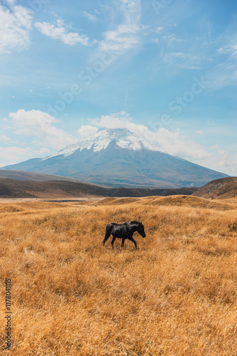 Wild Horses in Cotopaxi photo