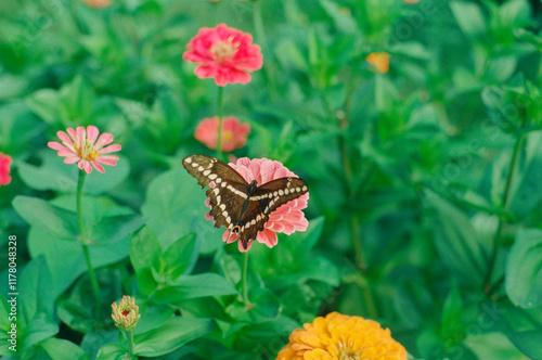 Film Snapshot of Black Butterfly on Zinnia Flower photo