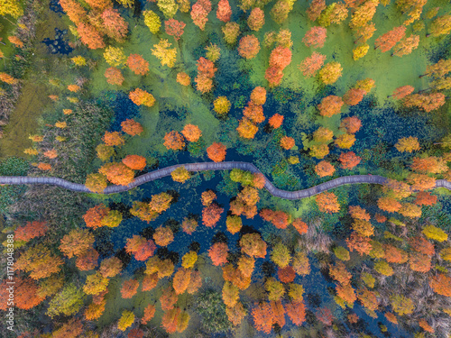 colorful late autumn Metasequoia forest