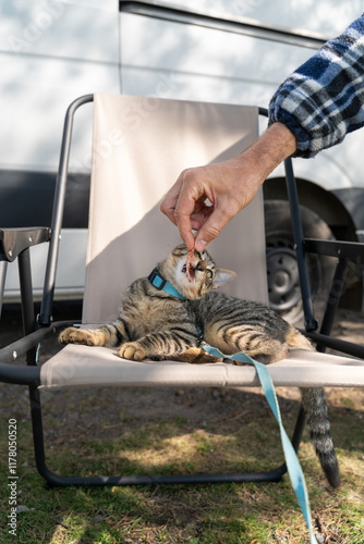 CAMPER CAT photo